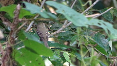 Empidonax virescens