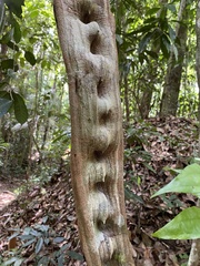 Schnella microstachya