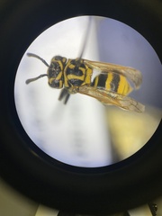 Brachygastra smithii image