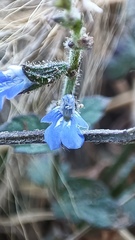 Salvia misella