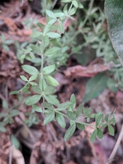 Galium californicum