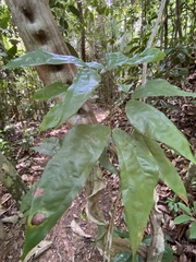 Schnella microstachya