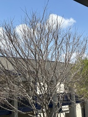 Vachellia farnesiana