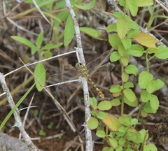 Crenigomphus hartmanni