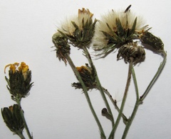 Hieracium virgultorum