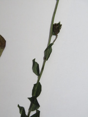 Hieracium virgultorum