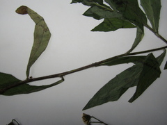 Hieracium virgultorum