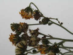 Hieracium virgultorum