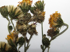 Hieracium virgultorum