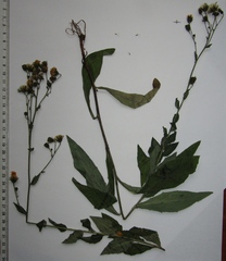 Hieracium virgultorum