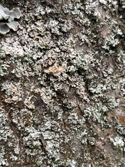 Erythricium aurantiacum