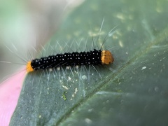 Urania fulgens
