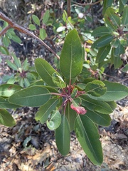 Arbutus arizonica