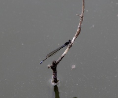 Pseudagrion hamoni