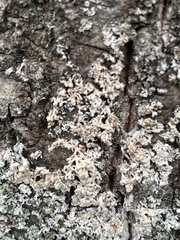 Erythricium aurantiacum