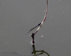 Pseudagrion hamoni