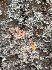 Erythricium aurantiacum
