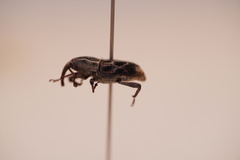 Rhodobaenus cinctus