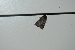 Cerastis tenebrifera