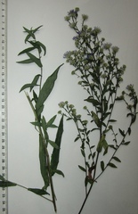 Symphyotrichum × versicolor