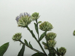 Symphyotrichum × versicolor