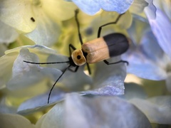 Chauliognathus heros