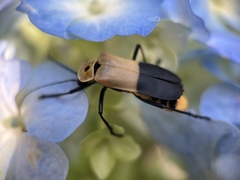Chauliognathus heros