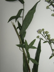 Symphyotrichum × versicolor