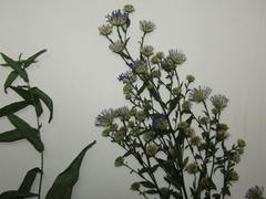 Symphyotrichum × versicolor