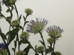 Symphyotrichum × versicolor