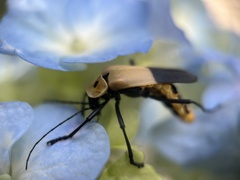 Chauliognathus heros
