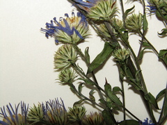 Symphyotrichum × versicolor