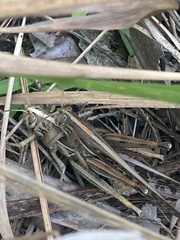 Schistocerca americana