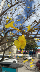 Handroanthus chrysanthus