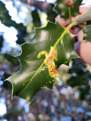 Phytomyza ilicis