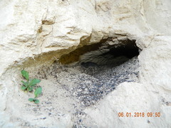 Nothocricetulus migratorius