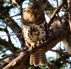Glaucidium capense