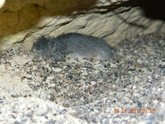 Nothocricetulus migratorius