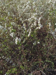 Spiraea prunifolia