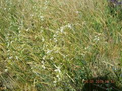 Galium octonarium