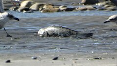 Eleginops maclovinus