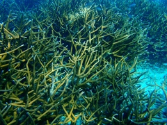 Acropora cervicornis