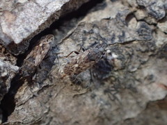 Peritrechus tristis