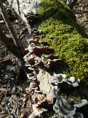 Auricularia mesenterica