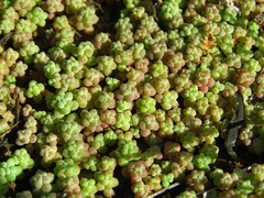 Sedum nuttallii