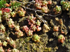 Sedum nuttallii