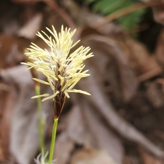 Carex pensylvanica