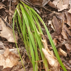 Carex pensylvanica