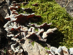 Auricularia mesenterica