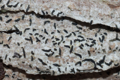 Alyxoria varia